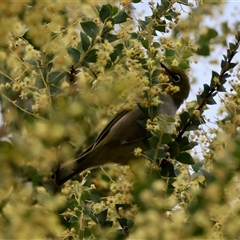 Zosterops lateralis at Mongarlowe, NSW - 25 Sep 2024