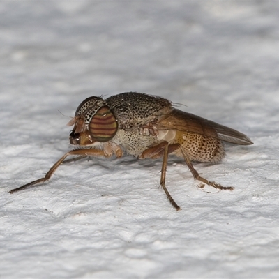 Stomorhina sp. (genus) (Snout fly) at Melba, ACT - 24 Sep 2024 by kasiaaus