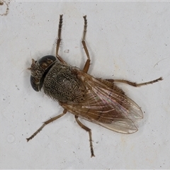 Stomorhina sp. (genus) at Melba, ACT - 24 Sep 2024