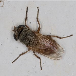 Stomorhina sp. (genus) at Melba, ACT - 24 Sep 2024