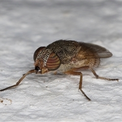 Stomorhina sp. (genus) at Melba, ACT - 24 Sep 2024