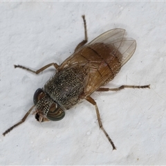 Stomorhina sp. (genus) at Melba, ACT - 24 Sep 2024