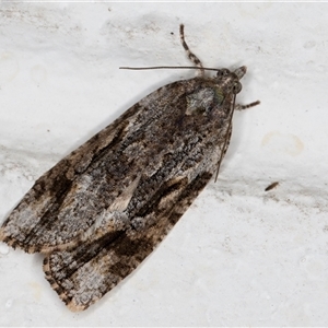 Thrincophora lignigerana at Melba, ACT - 24 Sep 2024 10:54 PM