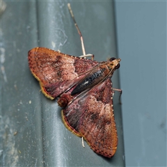 Endotricha mesenterialis (A Pyralid moth) at Harrison, ACT - 25 Sep 2024 by DPRees125