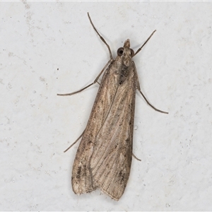 Achyra affinitalis at Melba, ACT - 24 Sep 2024 11:03 PM