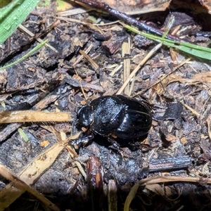 Onthophagus declivis at Macgregor, ACT - 25 Sep 2024