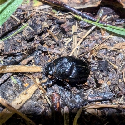 Onthophagus declivis (Declivis dung beetle) at Macgregor, ACT - 25 Sep 2024 by LWenger