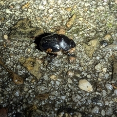 Onthophagus declivis at Macgregor, ACT - 25 Sep 2024