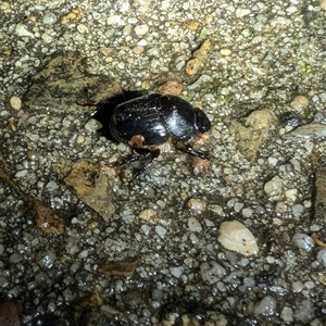 Onthophagus declivis at Macgregor, ACT - 25 Sep 2024