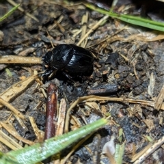 Onthophagus declivis at Macgregor, ACT - 25 Sep 2024 10:50 PM