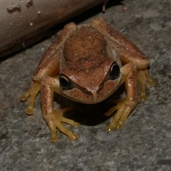 Litoria ewingii (Ewing's Tree Frog) at Freshwater Creek, VIC - 2 Feb 2021 by WendyEM