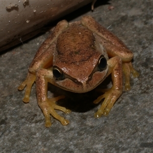 Litoria ewingii at Freshwater Creek, VIC - 2 Feb 2021 10:44 PM