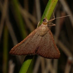 Endotricha pyrosalis at Freshwater Creek, VIC - 2 Feb 2021 10:45 PM