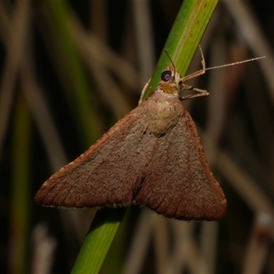 Endotricha pyrosalis (A Pyralid moth) at Freshwater Creek, VIC - 2 Feb 2021 by WendyEM