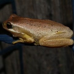 Litoria ewingii (Ewing's Tree Frog) at Freshwater Creek, VIC - 3 Feb 2021 by WendyEM