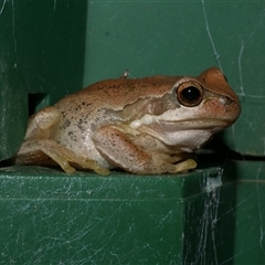 Litoria ewingii (Ewing's Tree Frog) at Freshwater Creek, VIC - 3 Feb 2021 by WendyEM