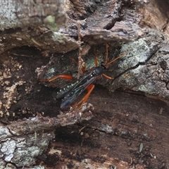 Echthromorpha intricatoria at Mongarlowe, NSW - 25 Sep 2024 by LisaH