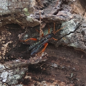 Echthromorpha intricatoria at Mongarlowe, NSW - suppressed