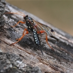 Echthromorpha intricatoria at Mongarlowe, NSW - suppressed