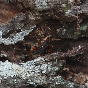 Echthromorpha intricatoria at Mongarlowe, NSW - suppressed