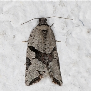 Sciaphila debiliana at Melba, ACT - 24 Sep 2024