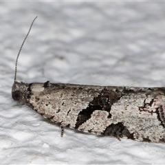 Sciaphila debiliana at Melba, ACT - 24 Sep 2024 10:56 PM