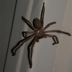 Delena cancerides (Social huntsman spider) at Freshwater Creek, VIC - 3 Feb 2021 by WendyEM