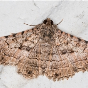 Diatenes aglossoides at Melba, ACT - 24 Sep 2024