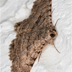 Diatenes aglossoides at Melba, ACT - 24 Sep 2024