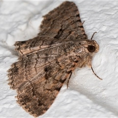 Diatenes aglossoides at Melba, ACT - 24 Sep 2024