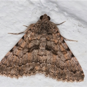 Diatenes aglossoides at Melba, ACT - 24 Sep 2024