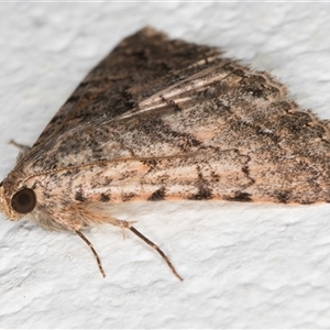 Diatenes aglossoides at Melba, ACT - 24 Sep 2024