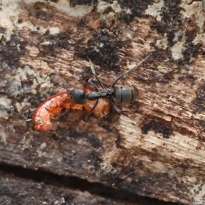 Iridomyrmex sp. (genus) at Mongarlowe, NSW - suppressed