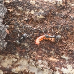 Iridomyrmex sp. (genus) at Mongarlowe, NSW - suppressed