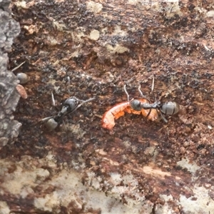 Iridomyrmex sp. (genus) at Mongarlowe, NSW - suppressed