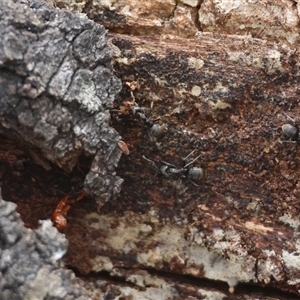 Iridomyrmex sp. (genus) at Mongarlowe, NSW - suppressed