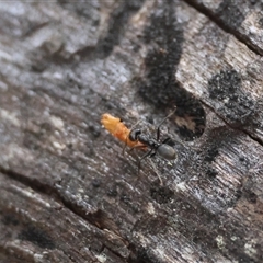 Iridomyrmex sp. (genus) at Mongarlowe, NSW - suppressed