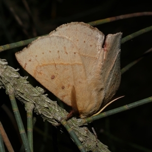 Anthela acuta at Freshwater Creek, VIC - 15 Feb 2021