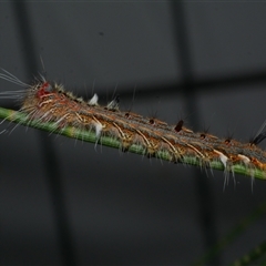 Pernattia pusilla (She-Oak Moth) at Freshwater Creek, VIC - 15 Feb 2021 by WendyEM