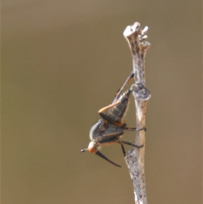 Empididae (family) (Dance fly) by LisaH