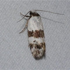 Euphiltra eroticella (A concealer moth) at Freshwater Creek, VIC - 15 Feb 2021 by WendyEM