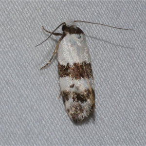 Euphiltra eroticella at Freshwater Creek, VIC - 16 Feb 2021 01:45 AM