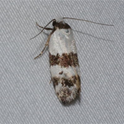 Euphiltra eroticella (A concealer moth) at Freshwater Creek, VIC - 15 Feb 2021 by WendyEM