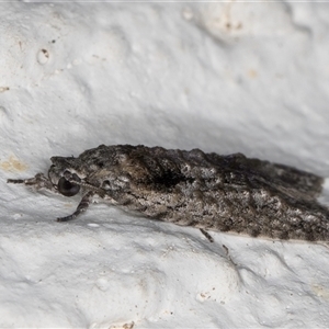 Palaeotoma styphelana at Melba, ACT - 24 Sep 2024 10:59 PM