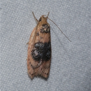 Garrha ocellifera at Freshwater Creek, VIC - 16 Feb 2021