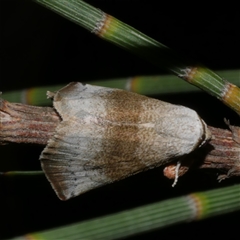 Mataeomera mesotaenia (Large Scale Moth) at Freshwater Creek, VIC - 15 Feb 2021 by WendyEM