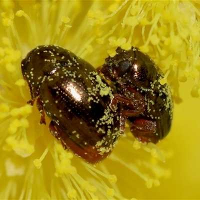 Unverified Beetle (Coleoptera) by LisaH
