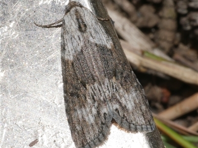 Calathusa allopis (Patched Calathusa) at Freshwater Creek, VIC - 15 Feb 2021 by WendyEM