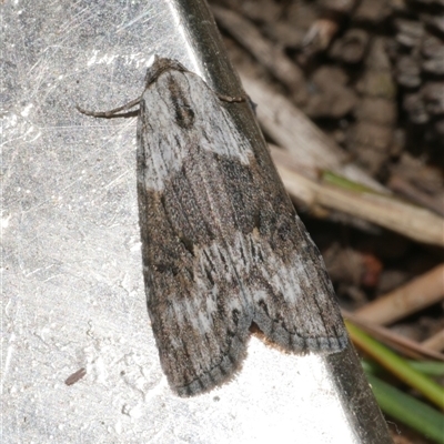 Calathusa allopis (Patched Calathusa) at Freshwater Creek, VIC - 16 Feb 2021 by WendyEM