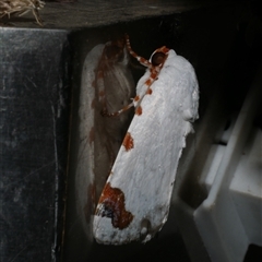 Chasmina pulchra (A Noctuid moth) at Freshwater Creek, VIC - 16 Feb 2021 by WendyEM